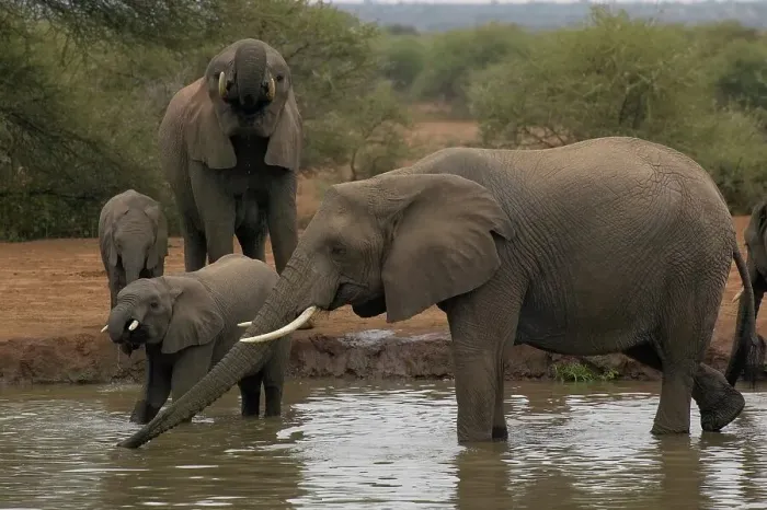 Framed Print : Elephant (Loxodonta africana) cows and calves drinking at waterhole