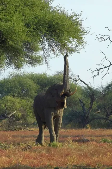 Framed Print : Elephant (Loxodonta africana) reaching up into acacia tree to feed Framed Print : Elephant (Loxodonta africana) reaching up into acacia tree to feed