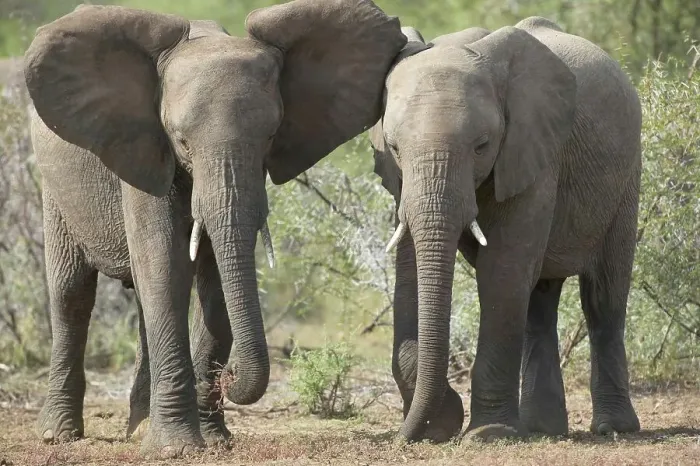 Framed Print : The Elephant (Loxodonta africana) on the right has aproached the one feeding on the left Framed Print : The Elephant (Loxodonta africana) on the right has aproached the one feeding on the left