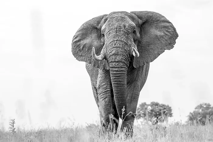 Framed Print : An elephant, Loxodonta africana, walks towards the camera, low angle, black and white Framed Print : An elephant, Loxodonta africana, walks towards the camera, low angle, black and white