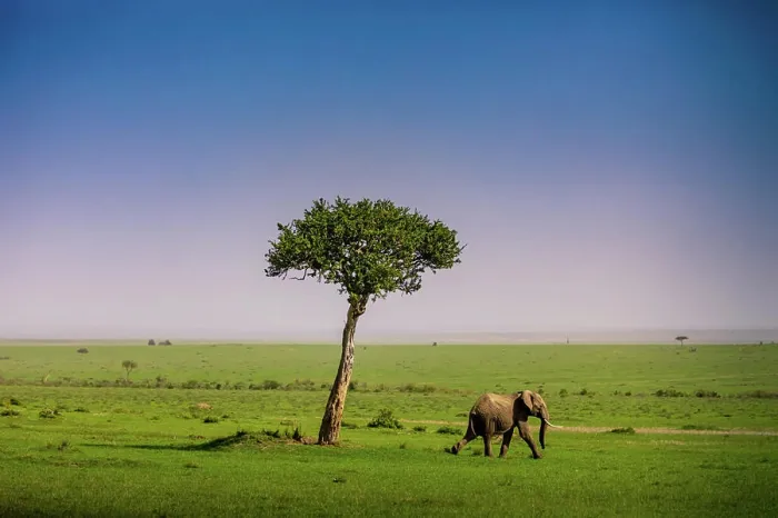 Framed Print : Elephant seen on a Safari in the Maasai Mara National Reserve, Kenya, East Africa, Africa