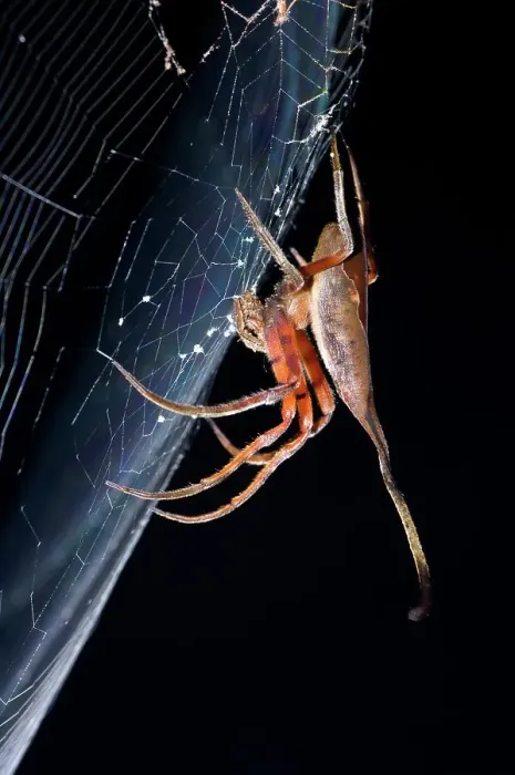 Framed Print : Elephant Spider (Possibly poltys) waiting in ambush in its web at night Framed Print : Elephant Spider (Possibly poltys) waiting in ambush in its web at night