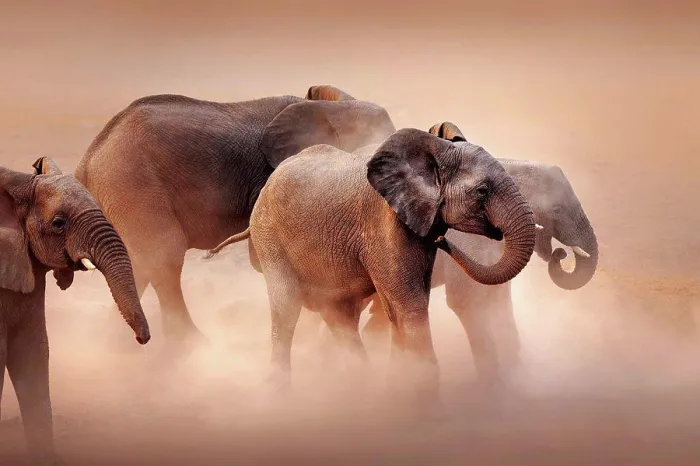 Framed Print : Elephants in desert dust Framed Print : Elephants in desert dust