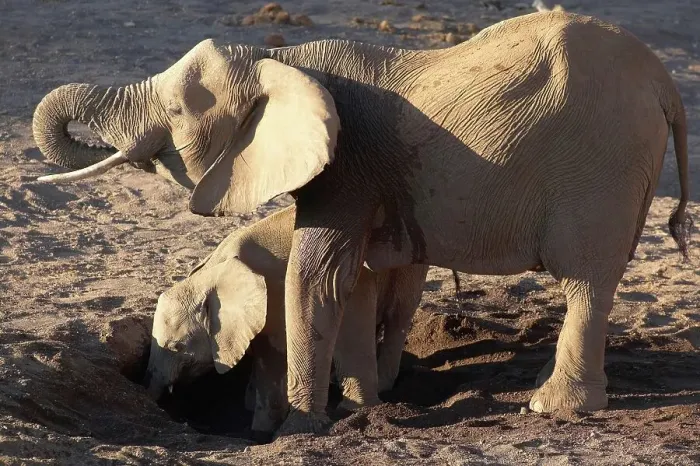 Framed Print : Elephants (Loxodonta africana) cow and calf drinking at holes the elephant have dug in the dry river bed Framed Print : Elephants (Loxodonta africana) cow and calf drinking at holes the elephant have dug in the dry river bed