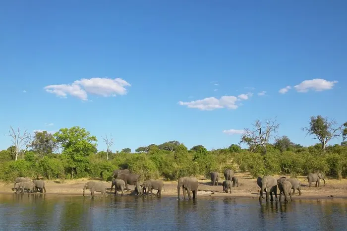 Framed Print : Elephants (Loxodonta Africana) drinking in Chobe River Framed Print : Elephants (Loxodonta Africana) drinking in Chobe River