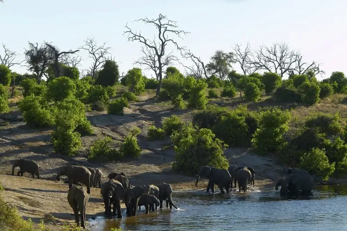 Framed Print : Elephants (Loxodonta Africana) drinking in Chobe River Framed Print : Elephants (Loxodonta Africana) drinking in Chobe River