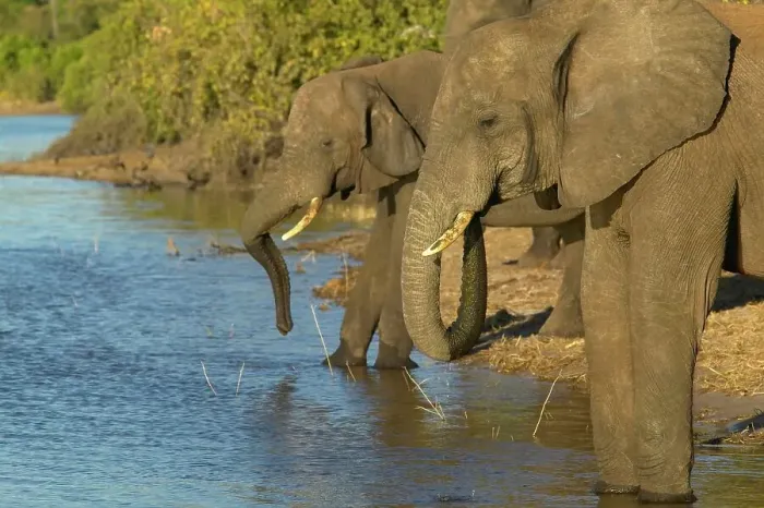 Framed Print : Elephants (Loxodonta Africana) drinking in Chobe River
