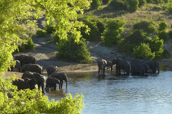 Framed Print : Elephants (Loxodonta Africana) drinking in Chobe River