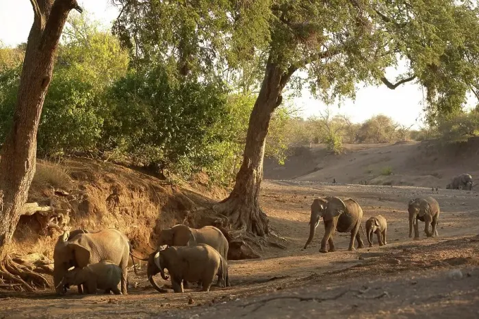 Framed Print : Elephants (Loxodonta africana) herd drinking from holes that have dug in a dry river bed