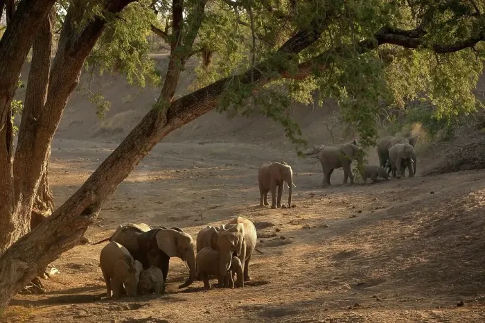 Framed Print : Elephants (Loxodonta africana) herd drinking from holes that have dug in a dry river bed Framed Print : Elephants (Loxodonta africana) herd drinking from holes that have dug in a dry river bed