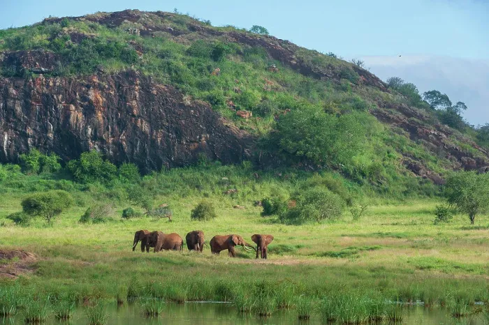 Framed Print : Elephants (Loxodonta africana) at Lion Rock Framed Print : Elephants (Loxodonta africana) at Lion Rock