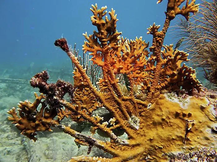 Framed Print : Elk antler fire coral (Millepora alcicornis) Framed Print : Elk antler fire coral (Millepora alcicornis)