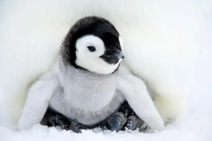 Framed Print : Emperor penguin chick Aptenodytes forsteri, Snow Hill Island, Weddell Sea, Antarctica, Polar Regions Framed Print : Emperor penguin chick Aptenodytes forsteri, Snow Hill Island, Weddell Sea, Antarctica, Polar Regions