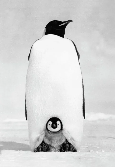 Framed Print : Emperor Penguin with its chick on snow (Aptenodytes forsteri) Framed Print : Emperor Penguin with its chick on snow (Aptenodytes forsteri)