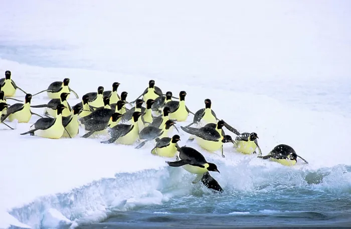 Framed Print : Emperor penguins Aptenodytes forsteri leave on a foraging trip to sea from their nesting colony at Drescher Inlet