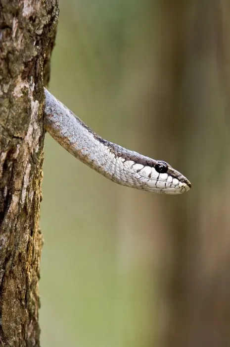 Framed Print : Endemic colubrid snake (Ithycyphus goudoti) (non-Venomous) emerging from tree hole Framed Print : Endemic colubrid snake (Ithycyphus goudoti) (non-Venomous) emerging from tree hole
