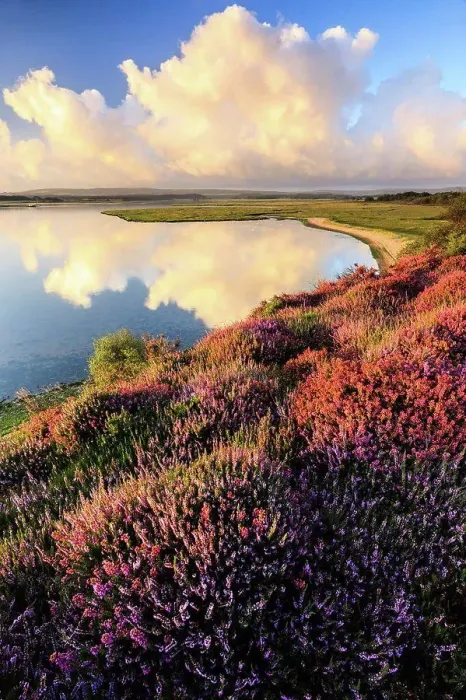 Framed Print : England, Dorset, Arne. Heather at the RSPB nature reserve at Arne near Wareham
