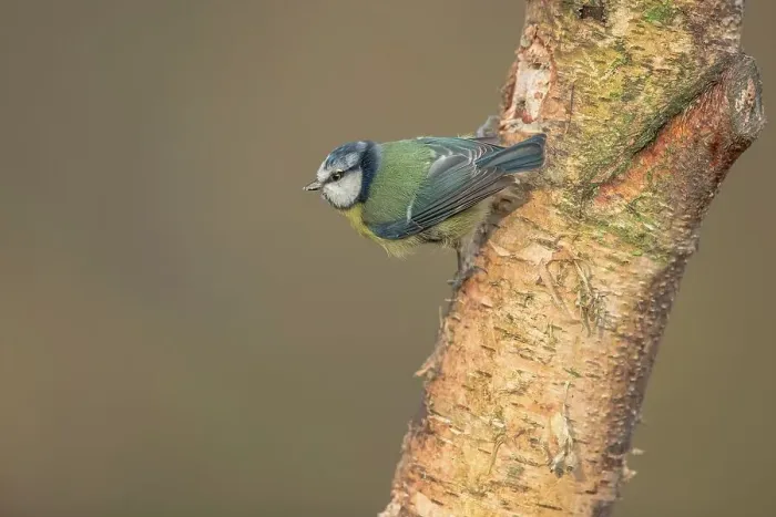 Framed Print : England, Norfolk, Blue Tit (Parus caeruleus) perching on tree in woodland setting