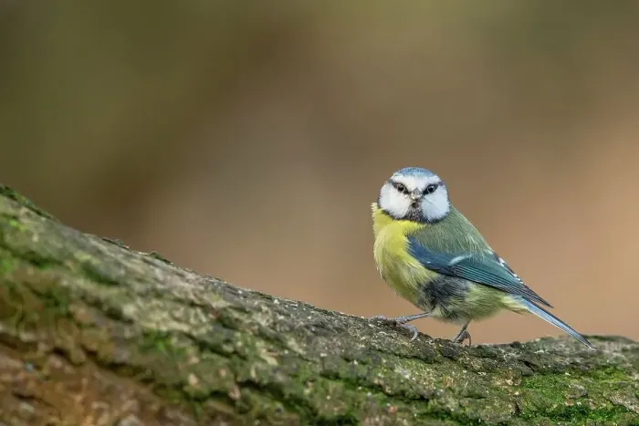 Framed Print : England, Norfolk, Blue Tit (Parus caeruleus) perching on tree in woodland setting
