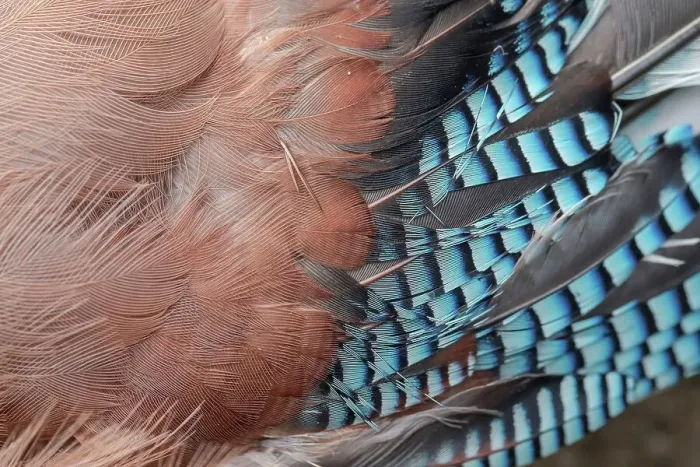 Framed Print : England, Norfolk, Eurasian Jay's (Garrulus glandarius) wing feathers