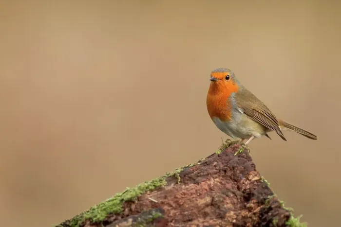 Framed Print : England, Norfolk, European Robin (Erithacus rubecula) perching on tree