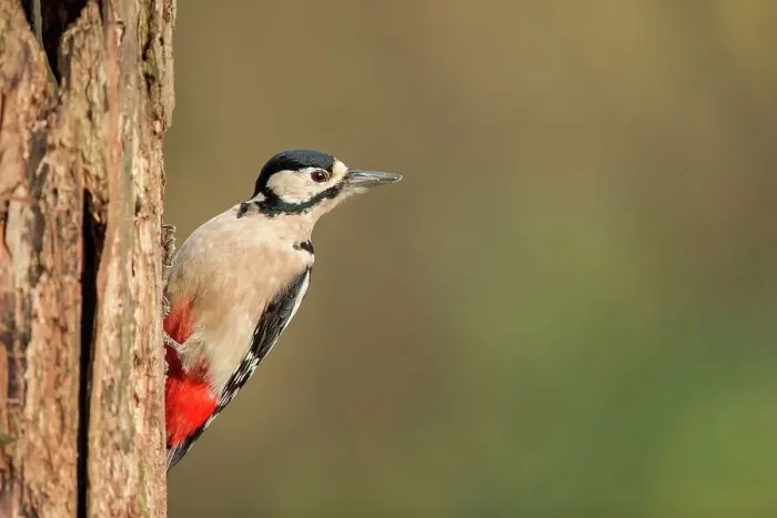 Framed Print : England, Norfolk, GT Spotted Woodpecker (Dendrocopos major) on tree trunk Framed Print : England, Norfolk, GT Spotted Woodpecker (Dendrocopos major) on tree trunk