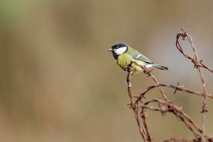 Framed Print : England, Norfolk, GT Tit (Parus Major) perching on barbed wire