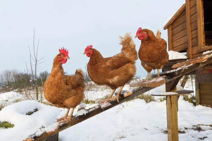 Framed Print : England, Norfolk, Langham. Domestic hybrid chickens outside snow covered coop on an allotment Framed Print : England, Norfolk, Langham. Domestic hybrid chickens outside snow covered coop on an allotment