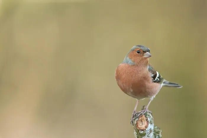 Framed Print : England, Norfolk, Male Chaffinch (Fringilla coelebs) perching on tree Framed Print : England, Norfolk, Male Chaffinch (Fringilla coelebs) perching on tree