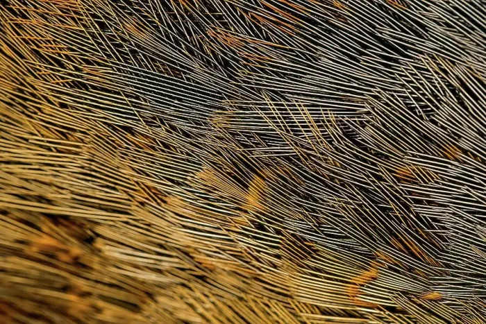Framed Print : England, Norfolk, Pheasant (Chrysolophus pictus) feathers Framed Print : England, Norfolk, Pheasant (Chrysolophus pictus) feathers