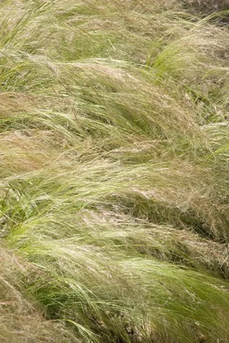 Framed Print : England, West Sussex, Worthing, Tall Grass Moving In Gentle Wind Framed Print : England, West Sussex, Worthing, Tall Grass Moving In Gentle Wind