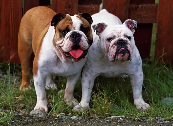 Framed Print : English Bulldog, AKC, 9-month-old puppies Zar and Maroyine photographed in Palmer