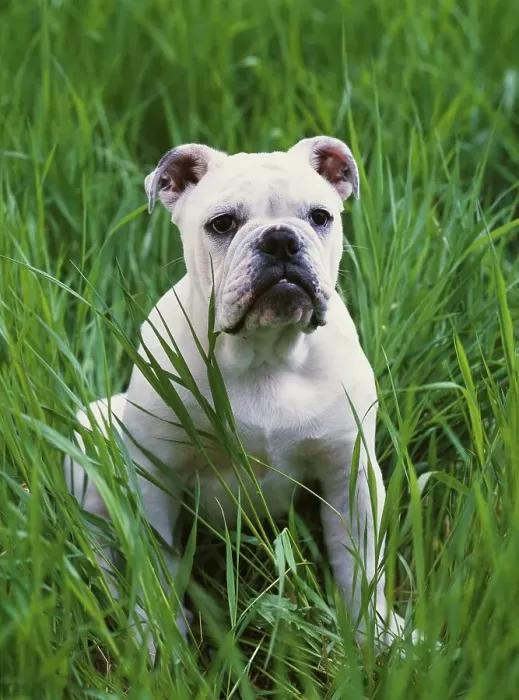 Framed Print : English Bulldog, AKC, five-month-old Axle owned by Tina and Chris Boren of Wasilla Framed Print : English Bulldog, AKC, five-month-old Axle owned by Tina and Chris Boren of Wasilla