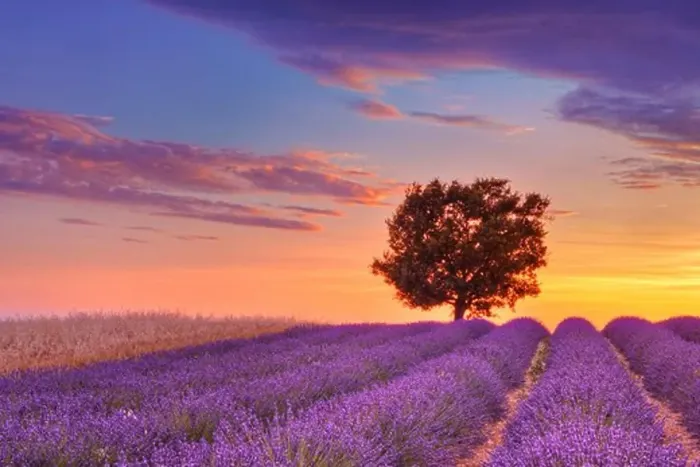 Framed Print : English Lavender Field with Tree at Sunset