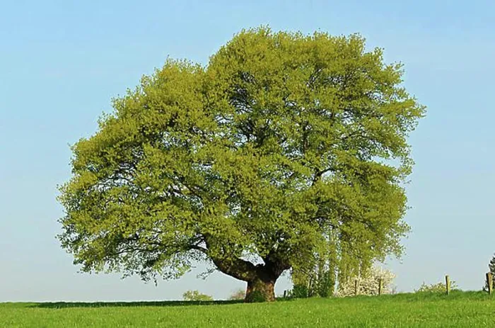 Framed Print : English oak, Lower Rhine, North Rhine-Westphalia, Germany, Europe Framed Print : English oak, Lower Rhine, North Rhine-Westphalia, Germany, Europe