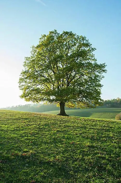 Framed Print : English oak (Quercus robur), Solitaerbaum, Thuringia, Germany, Europe