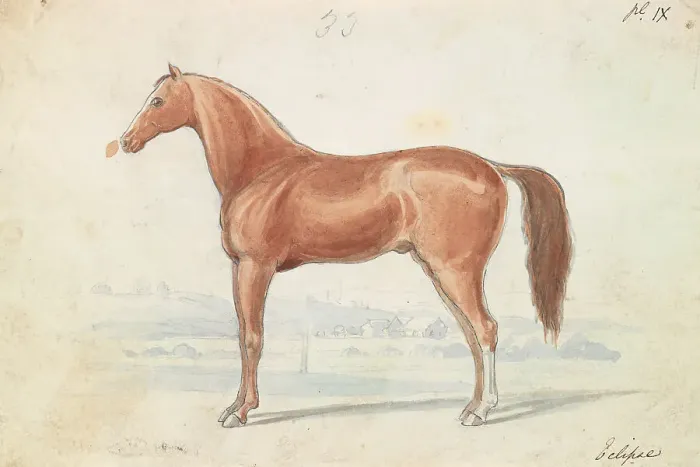 Framed Print : English Race-Horse Charles Hamilton Smith 1776-1859 Framed Print : English Race-Horse Charles Hamilton Smith 1776-1859