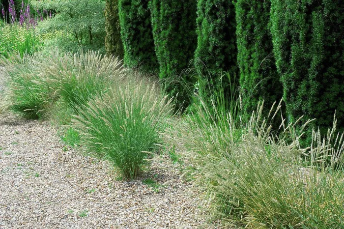 Framed Print : English yew hedge and melic grass on a garden path side Framed Print : English yew hedge and melic grass on a garden path side