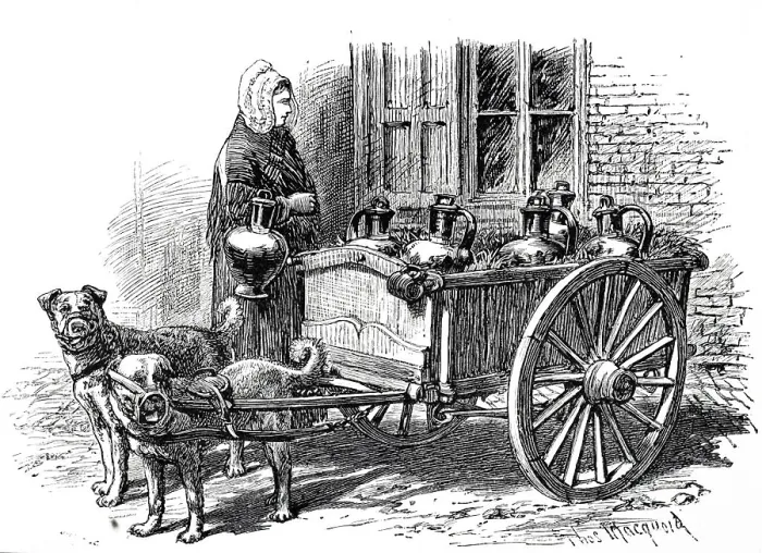 Framed Print : Engraving depicting an Antwerp milk woman making her deliveries using a small cart pulled by dogs. Dated 19th century Framed Print : Engraving depicting an Antwerp milk woman making her deliveries using a small cart pulled by dogs. Dated 19th century