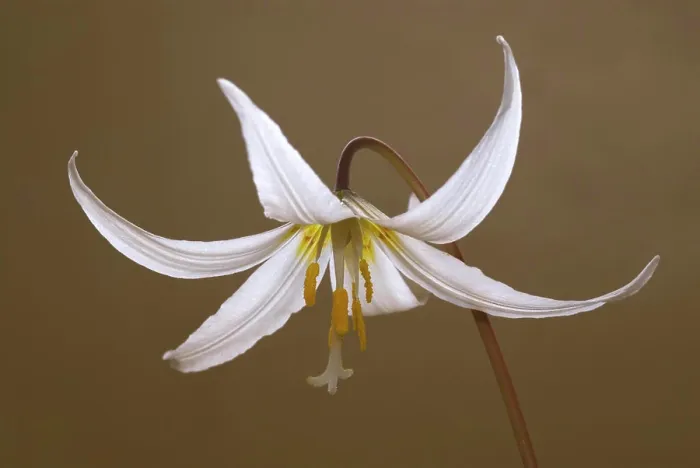 Framed Print : Erythronium, Canada Framed Print : Erythronium, Canada