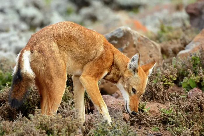 Framed Print : Ethiopian wolf (Canis simensis) also know as Abyssinian wolf Framed Print : Ethiopian wolf (Canis simensis) also know as Abyssinian wolf