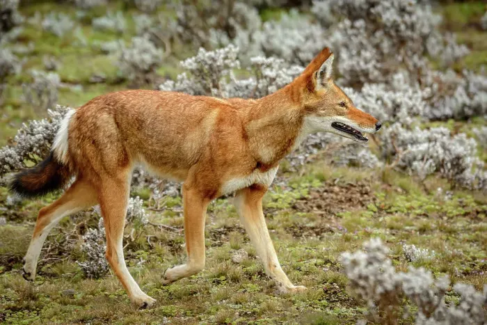 Framed Print : Ethiopian wolf (Canis simensis) also know as Abyssinian wolf Framed Print : Ethiopian wolf (Canis simensis) also know as Abyssinian wolf