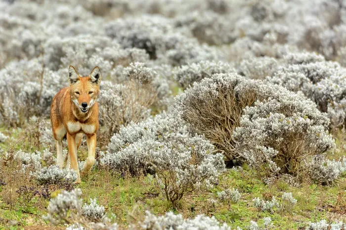 Framed Print : Ethiopian wolf (Canis simensis) also know as Abyssinian wolf Framed Print : Ethiopian wolf (Canis simensis) also know as Abyssinian wolf