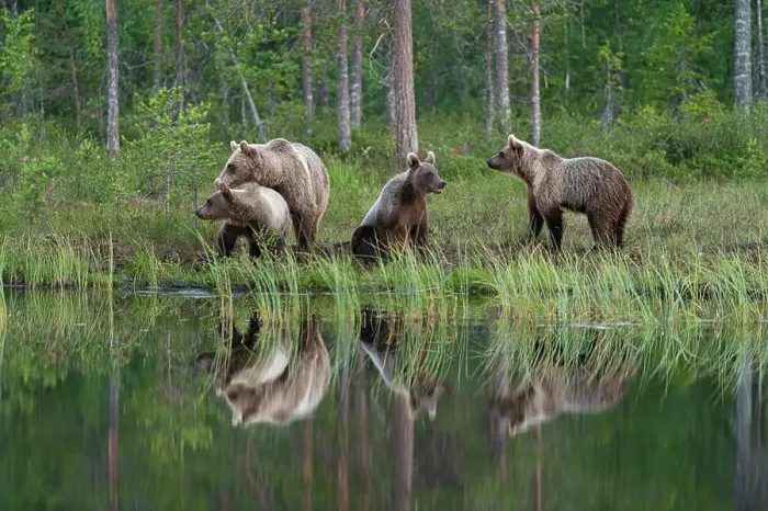 Framed Print : Eurasian brown bear (Ursus arctos arctos) and cubs, Kuhmo, Finland, Europe
