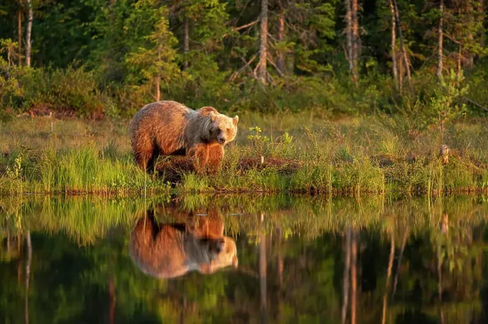 Framed Print : Eurasian brown bear (Ursus arctos arctos) in evening sunlight, reflected in lake, Kuhmo, Finland, Europe Framed Print : Eurasian brown bear (Ursus arctos arctos) in evening sunlight, reflected in lake, Kuhmo, Finland, Europe