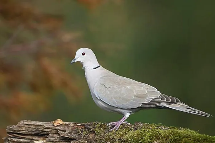 Framed Print : Eurasian collared dove (Streptopelia decaocto), Dingdener Heide nature reserve, North Rhine-Westphalia, Germany, Europe Framed Print : Eurasian collared dove (Streptopelia decaocto), Dingdener Heide nature reserve, North Rhine-Westphalia, Germany, Europe