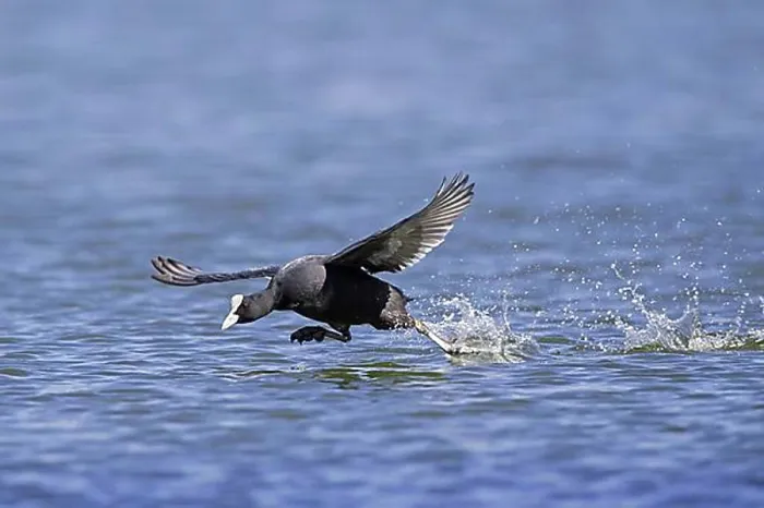 Framed Print : Eurasian coot (Fulica atra), common coot running over water to take off in pond