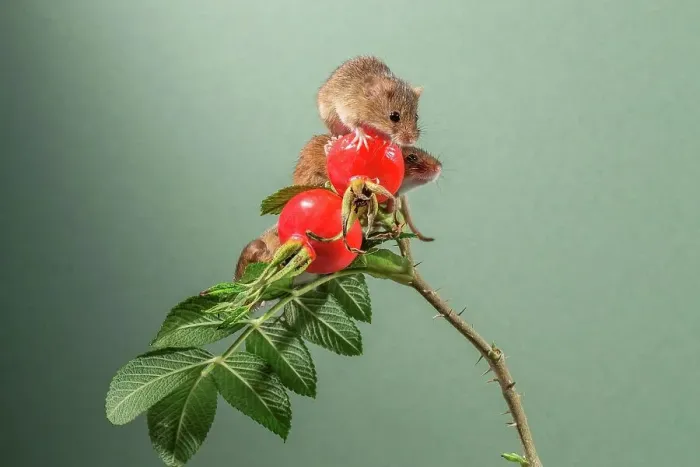 Framed Print : Eurasian harvest mice (Micromys minutus) on Japanese rosehips Framed Print : Eurasian harvest mice (Micromys minutus) on Japanese rosehips