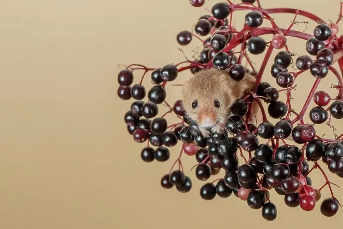 Framed Print : Eurasian harvest mouse (Micromys minutus) on Elderberry Framed Print : Eurasian harvest mouse (Micromys minutus) on Elderberry