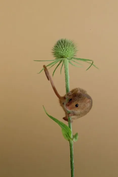 Framed Print : Eurasian harvest mouse (Micromys minutus) on Nyjer seed head Framed Print : Eurasian harvest mouse (Micromys minutus) on Nyjer seed head